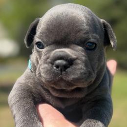 Cinderella - Blue female French Bulldog puppy in Salisbury, Maryland from 77 Frenchies Maryland