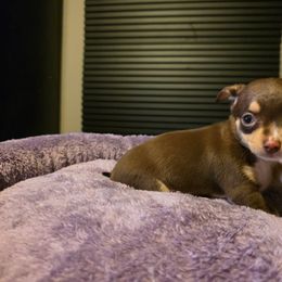 Shadow - Chocolate and tan Chihuahua puppy in Royal Center, Indiana from Marvelous Chihuahuas