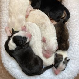 English Shepherd Puppies from Blackbird English Shepherds