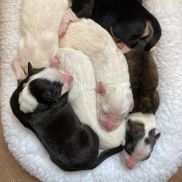 English Shepherd Puppies from Blackbird English Shepherds