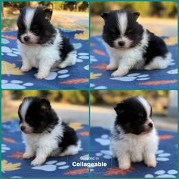 Tri Male - Tri-colored male Pomeranian puppy in Harrah, Oklahoma from Sunshines Pomeranians & Cavapoos