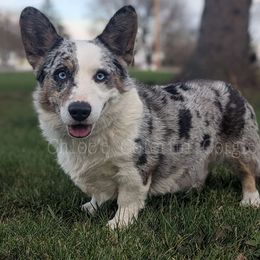 Monty - Cardigan Welsh Corgi