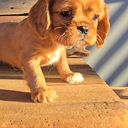 Boy 4 - Ruby male Cavalier King Charles Spaniel puppy in Apple Valley, California from Nancy's Cavalier King Charles Spaniels & Golden Retrievers