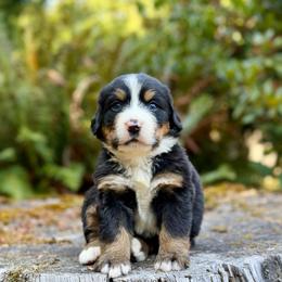 Batman (Green Collar) - Black rust and white male Bernese Mountain Dog puppy in Stanwood, Washington from Butter Cup Pups and Paws