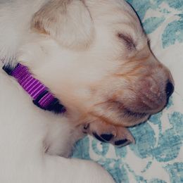 Golden Retriever Puppies from English Cream Goldens in Georgia
