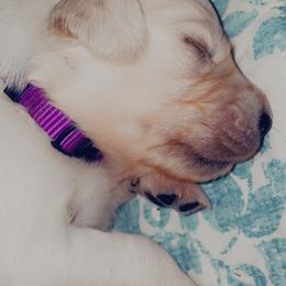 Golden Retriever Puppies from English Cream Goldens in Georgia