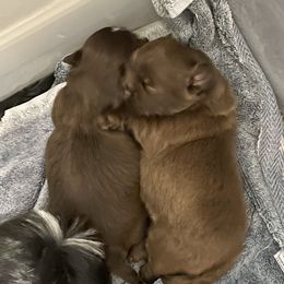 Shih Tzu Puppies from Sweet on Tzu