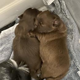 Shih Tzu Puppies from Sweet on Tzu