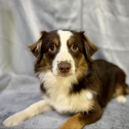 Sherry - Red tri-color female Miniature American Shepherd puppy in Clinton, Missouri from Mockingbirds American Minis