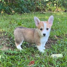 Rosy - Red female Pembroke Welsh Corgi puppy in Hope, Arkansas from Foxy Knoll Farm