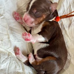 Orange - Tri-color male Bernedoodle puppy in Hesperia, Michigan from Red Acres Poodles & Doodles