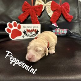 Peppermint- price listed - Cream female Dachshund puppy in Biloxi, Mississippi from Southern Doxies Ms