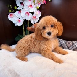 Payton - Red  female Poodle puppy in Davie, Florida from Dave Poodles