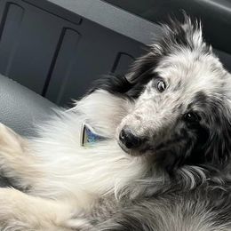 Goldendoodles, Miniature Australian Shepherds, Shetland Sheepdogs, and Toy Shetland Sheepdogs from Better Than Best Farm