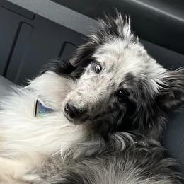 Goldendoodles, Miniature Australian Shepherds, Shetland Sheepdogs, and Toy Shetland Sheepdogs from Better Than Best Farm