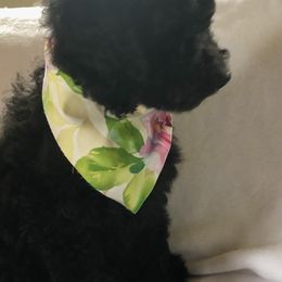 Goldendoodle and Poodle Puppies from Sugar Babies : The Gentle Doodles