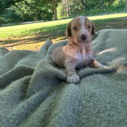 Boy 4 - Apricot male Goldendoodle puppy in Shippensburg, Pennsylvania from Diller Doodle Pups