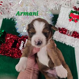 Armani - Sable and white male Tibetan Terrier puppy in Dorena, Oregon from Angel Tibetans Of Oregon