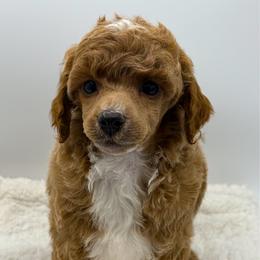 Peep - Red  female Poodle puppy in Wheatland, California from Sapphire Ridge Poodles