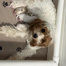 Male 4 - White male Cavapoo puppy in Yuciapa, California from AlltheDoodlez_