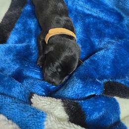 Black Boy 2 - Black male Labrador Retriever puppy in Hebron, Indiana from Farm Creek Retrievers