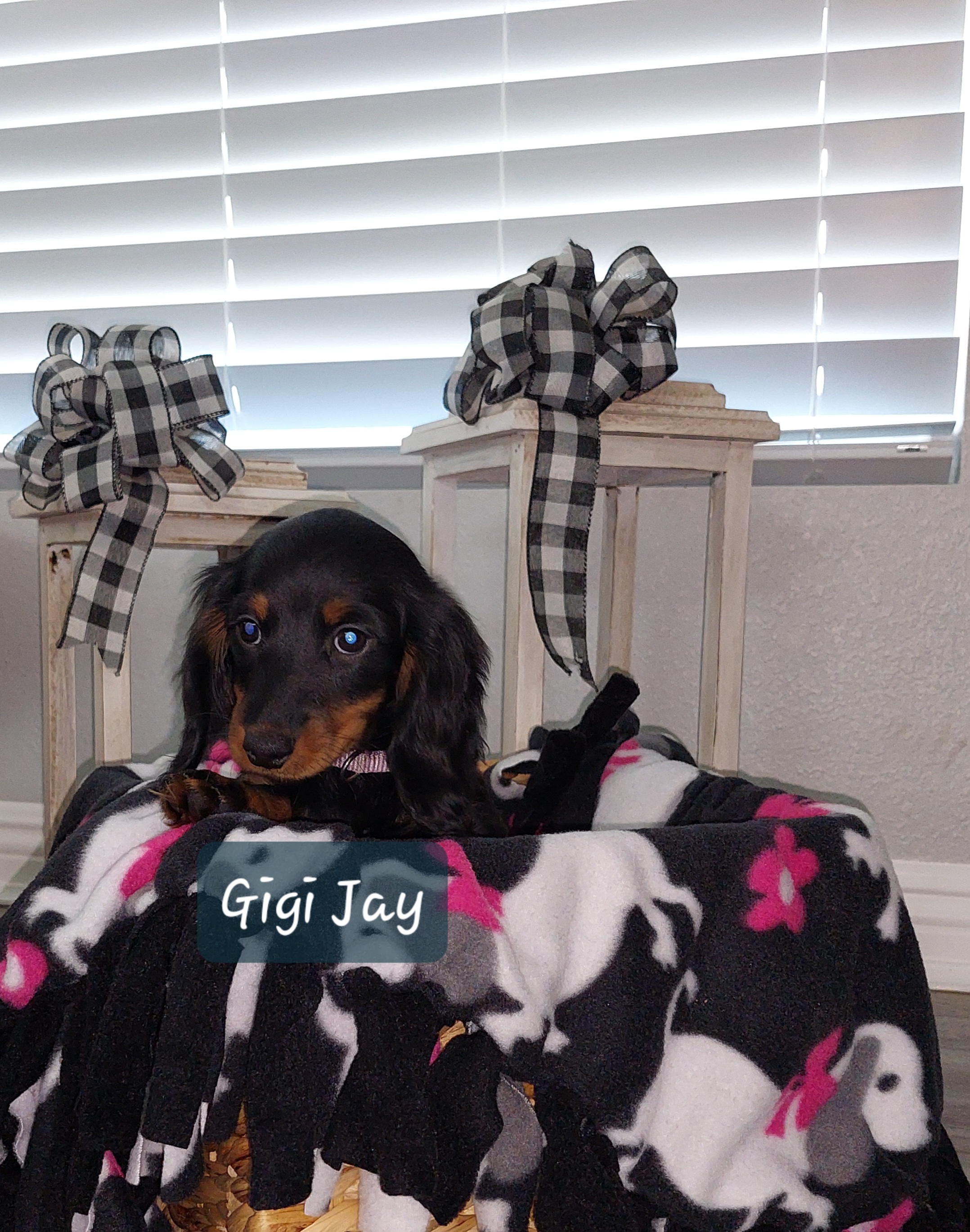 Girl 1 - Black and tan Dachshund puppy in Moreno Valley, California from Windy Ridge Miniatures