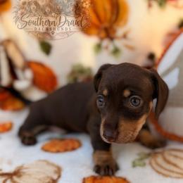 Blakely - Chocolate and tan female Dachshund puppy in Winder, Georgia from Southern Drawl Dachshunds