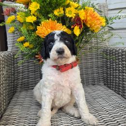 Mocha (red collar) - Parti female Poodle puppy in Plainfield, New Jersey from Caris Paws Poodles and Labradoodles