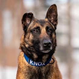Knox - Belgian Malinois