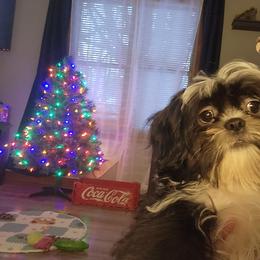 Boy 4 - Black and white male Shih Tzu puppy in Augusta, Maine from Zulas Shih Tzu of Maine
