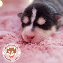Ube - Black and white female Pomsky puppy in Trenton, Texas from Blissful Paws Pomskies