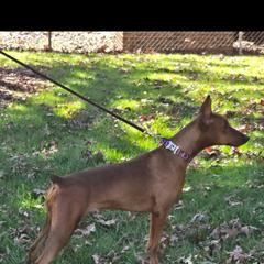 German Pinscher puppies from Wild Mountain Haven K9