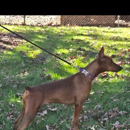 German Pinscher puppies from Wild Mountain Haven K9