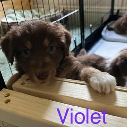 Violet (Purple) - Red tri-color female Australian Shepherd puppy in Rochester, Pennsylvania from Aussie Odyssey
