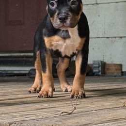 Bear - Black tri-color female American Bully puppy in Tallahassee, Florida from Alpha Street Bully Kennels