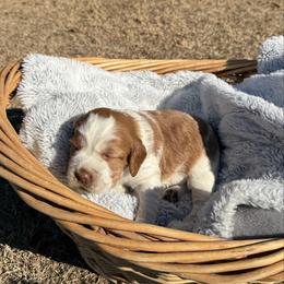 English Springer Spaniel puppies from English Springer Spaniels at Lands Lodge