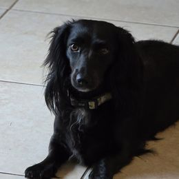 Binx - Dachshund