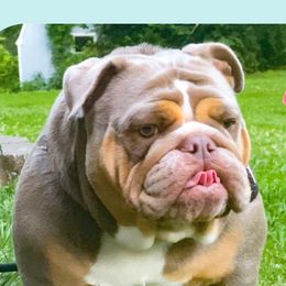 Bulldogs from TT Bullyz