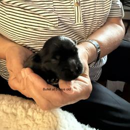 Bullet - Black male Havanese puppy in Hudson, New York from Havanese of Claverack and Hudson Valley Labradors