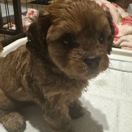 Solid sable girl - Brown female Cavapoo puppy in Southside, West Virginia from Double Diamond Cavapoos