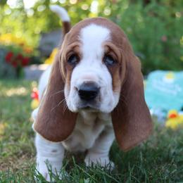 Tuna - Mahogany and white female Basset Hound puppy in Pollock, Missouri from Northstar