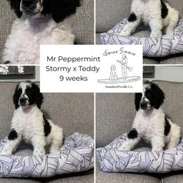 Peppermint - Parti male Poodle puppy in Ocean Springs, Mississippi from Forever Summer Standard Poodles