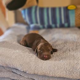Chocolate Male - Chocolate male Dachshund puppy in Trade, Tennessee from TN Miniature Dachshunds & Basset Hounds