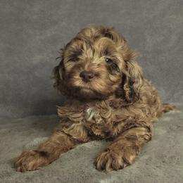 Jamie - Brown and tan male Cockapoo puppy in Missouri from KDK Missouri Miniature Poodles