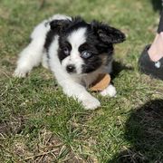 Sporty Mix Puppies from Ebonheart Kennel