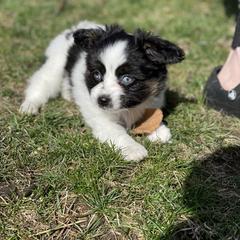 Sporty Mix Puppies from Ebonheart Kennel