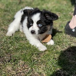 Sporty Mix Puppies from Ebonheart Kennel