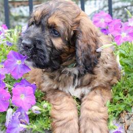 Saint Berdoodle Puppies from My Darling Doodles/St. Berdoodles of WNY
