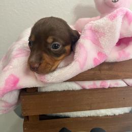 Kisses - Piebald female Dachshund puppy in Brooksville, Florida from Ween Acres