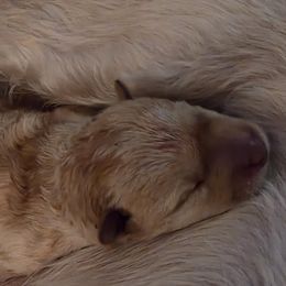 Precious - Red brindle female Scottish Terrier puppy in Globe, Arizona from Scottie Love